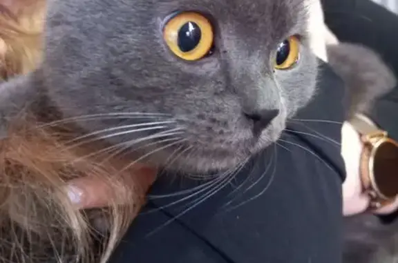 Объявления о пропавших и найденных животных, Армавир, фото: Найден кот, улица Энгельса, 120, Армавир - дымчатый, серый, домашний