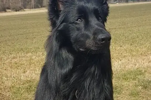 Пропал собака, Бирикчульский сельсовет - чёрный мальчик с клыком - photo