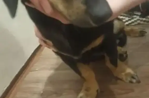 Объявления о пропавших и найденных животных, Мценск, фото: Найден собака, мужской, 9, городской округ Мценск