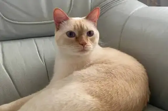 Пропал кот, Ржевское шоссе, Шебекино - белый с бежевыми ушками и полосатым хвостом - photo