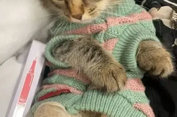 Пропала кошка, улица Александра Люкина, 7, Нижний Новгород - в оранжевом ошейнике с бубенчиком - photo