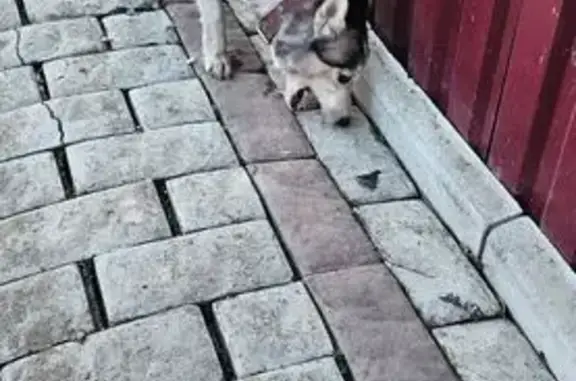 Объявления о пропавших и найденных животных, Кулаково, фото: Найден собака, Центральная улица, Кулаково - похожа на некрупную хаску