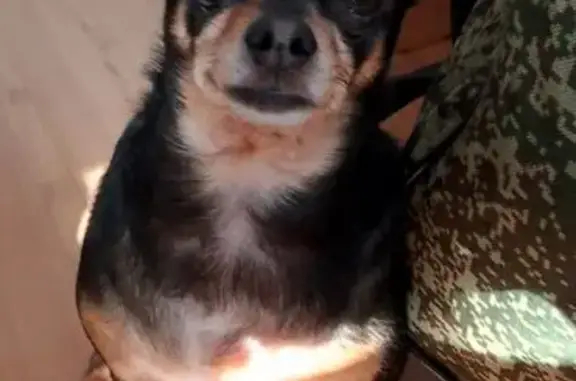 Пропал собака, мужской, улица Ворошилова, 61, Хабаровск - хвост купирован, правое ушко порвано - photo