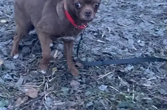 Объявления о пропавших и найденных животных, Москва, фото: Найдена собака, Ферганская улица, Москва - девочка чихуахуа, прихрамывает