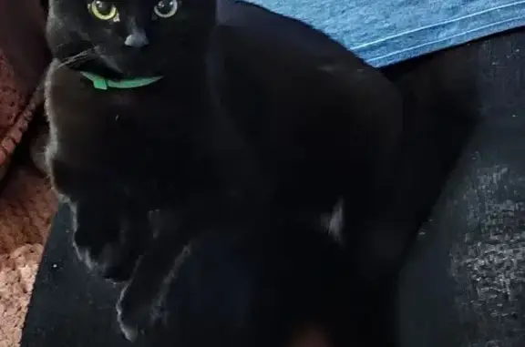 Объявления о пропавших и найденных животных, Ирбит, фото: Пропал кот, улица Чернышевского, Ирбит - гладкошёрстный, черный с белым пузиком