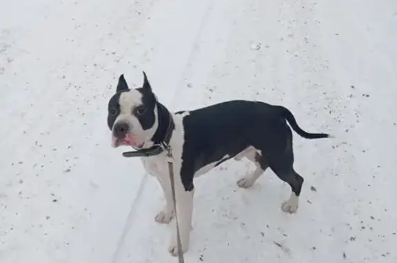 Пропал собака, улица Космонавтов, Чита - photo