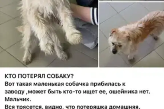 Объявления о пропавших и найденных животных, Балабаново, фото: Найден собака, мужской, городское поселение Балабаново, Калужская область - рыжеватая и маленькая