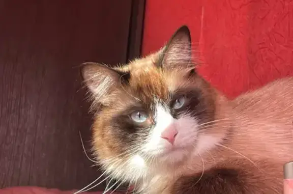 Пропал кот, СНТ «Керамик», Ярославль - голубые глазки и длинная шерсть - photo