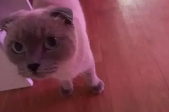 Пропала кошка, Олимпийская улица, 37, Тюмень - сиамская вислоухая - photo