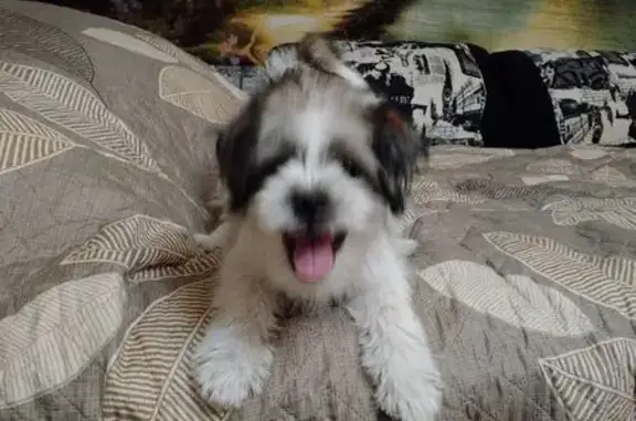 Пропала собака Мальчик, район Коммунарка (rl1154967) - photo