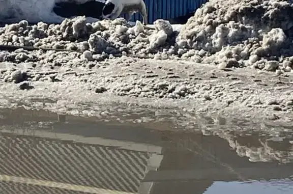 Найдена собака, Верхняя Пышма, фото: Найден собака, мужской, улица Бажова, 28, Верхняя Пышма - похож на Джек-Рассела