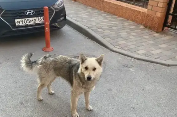 Найдена собака, Ростов-на-Дону, фото: Найден собака, улица Подвойского, 39, Ростов-на-Дону - молодой и добрый