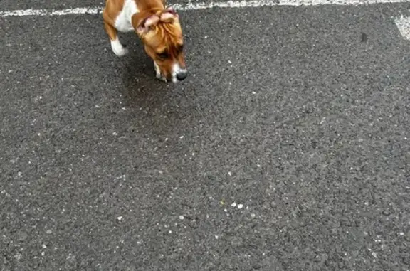 Найдена собака, Волгоград, фото: Найдена собака, женский пол, Удмуртская улица, 99, Волгоград - рыжая с белым, возможно Стафф
