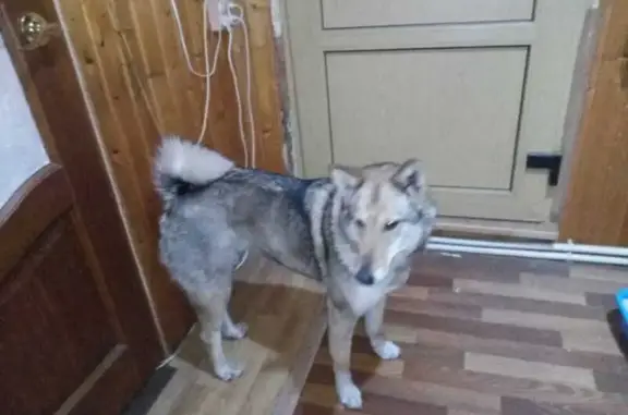 Найдена собака, Сергиев Посад, фото: Найдена собака, улица Митькина, 27/31, Сергиев Посад - западносибирская лайка, молодая