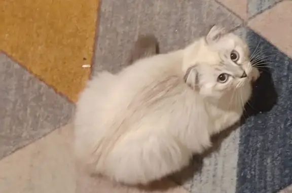 Пропал кот, 5-й Краснофлотский переулок, 3, Смоленск - белый, пушистый, вислоухий - photo