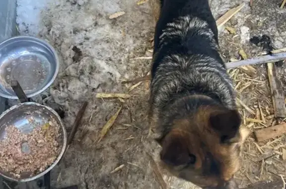 Объявления о пропавших и найденных животных, Тобольск, фото: Найден собака, Свердловский переулок, Тобольск - немецкая овчарка, черно-рыжий