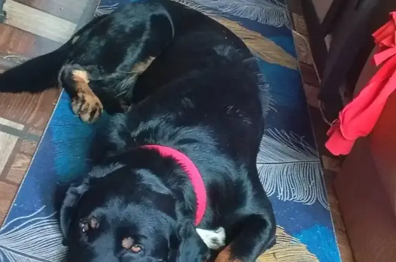 Пропала собака Мальчик, Сватково (rl1154976) - photo