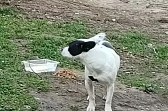 Найдена собака, Краснодар, фото: Найдена собака, женский пол, улица Гидростроителей, 43, Краснодар