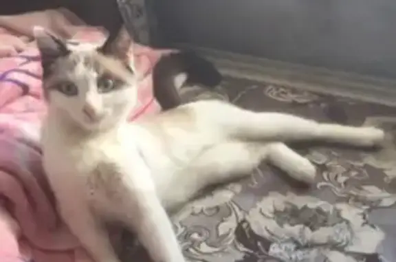 Пропала кошка, улица Воронова, Красноярск - бело-серая, 5 лет - photo