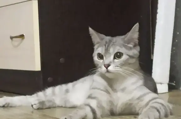 Объявления о пропавших и найденных животных, Ногинск, фото: Найдена кошка, 3-я Доможировская улица, Ногинск