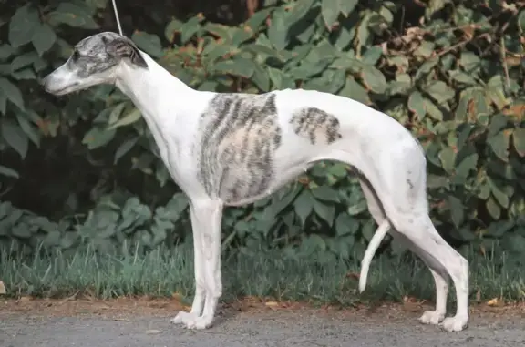 Пропала собака, девочка, улица Карла Маркса, 46, Чебоксары - уиппет белый с тигровым окрасом - photo