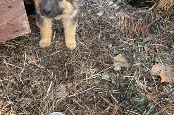 Найдена собака, Воронеж, фото: Найдена собака, девочка, Острогожская улица, Воронеж