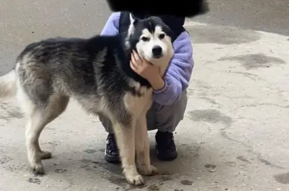 Найдена собака, Тула, фото: Найдена собака, улица Дмитрия Ульянова, 22, Тула - домашняя, без ошейника