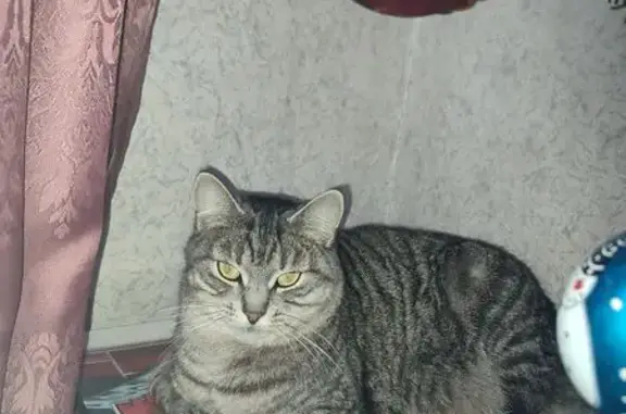 Пропала кошка, Звягинки, Орловская область - стерилизована, 3 года - photo