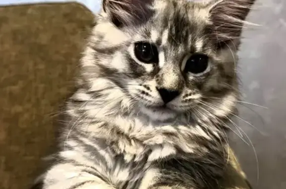 Пропала кошка, проспект Красного Знамени, 104, Владивосток - котенок 3 месяца - photo