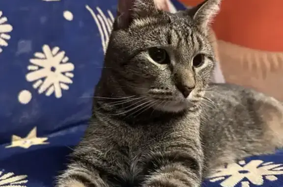 Пропала кошка Мальчик, Подольск (rl1154991) - photo