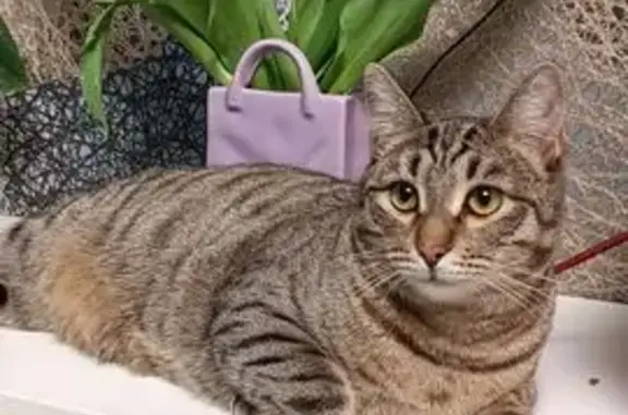 Пропал кот, Пионерская улица, 9, Ветлужский - тигровый окрас - photo