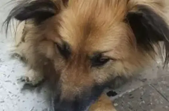 Пропала собака, Великие Луки, Псковская область - добрая и ласковая - photo