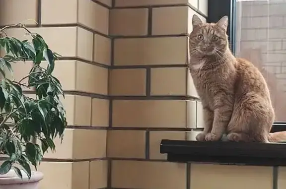 Пропал кот, улица Гиляровского, городской округ Тамбов - рыжий, без ошейника - photo