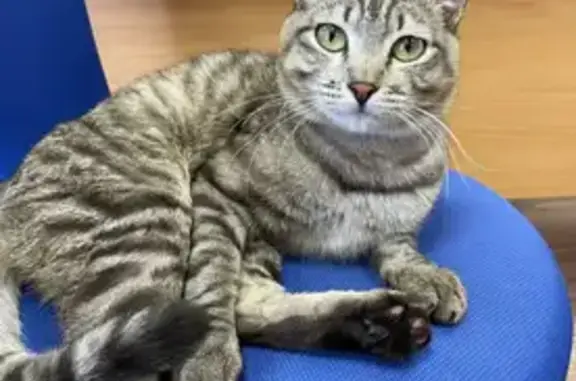 Найдена кошка, Иркутск, фото: Найдена кошка, улица Розы Люксембург, Иркутск - прибился к дому