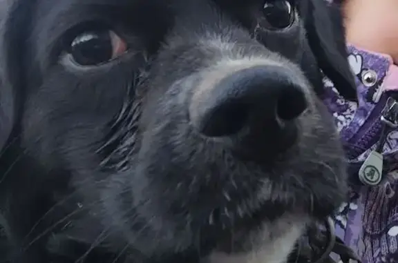 Пропал собака, мужской, 4-я линия, Форносоловское городское поселение - чёрненький с белым пузиком - photo