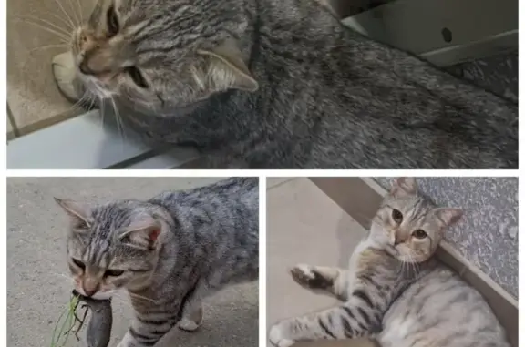 Потерянные животные Северо-Восточные Сады, фото: Пропал кот, Адыгея, Северо-Восточные Сады - светло-серенький с белыми вставочками