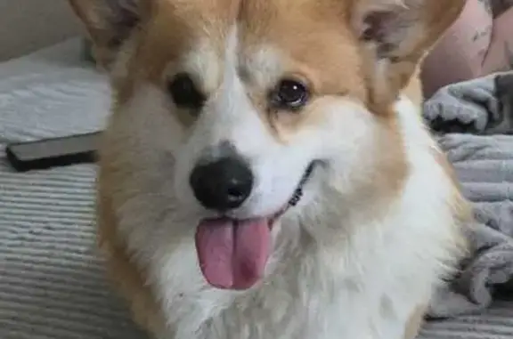 Объявления о пропавших и найденных животных, Будённовск, фото: Пропал собака, улица Воровского, 86, Будённовск - порода корги кардиган