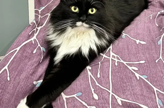 Пропал кот, улица Трухинова, 14, Северодвинск - черно-белый окрас, зелено-желтые глаза - photo