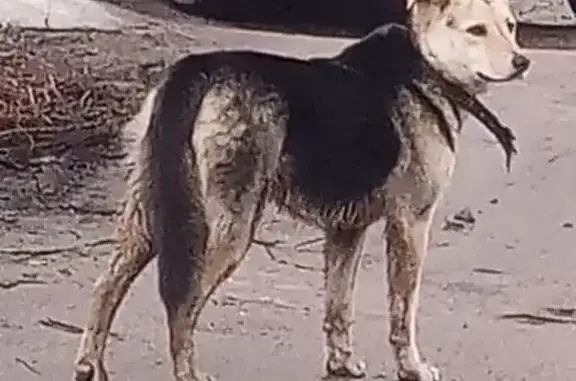 Найдена собака, Воронеж, фото: Найдена собака, улица 60-й Армии, 22Б, Воронеж - оторванный поводок