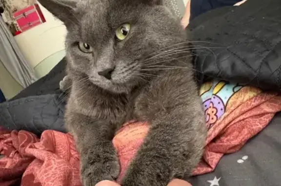 Найдена кошка, Тюмень, фото: Найден кот, улица Мельникайте, 133, Тюмень - серый с белым отливом