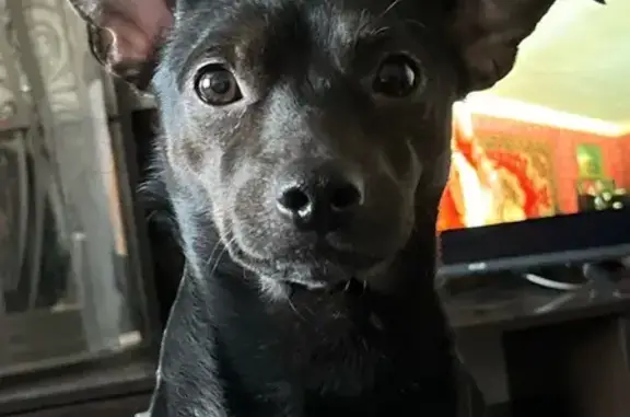 **ПРОПАЛ ПЕС!** Кличка: Яша (также откликается на Яшка). Пропал 13 марта, г. Волгоград, поселок Царицын. Черный, небольшой пес, лапы переходят в коричневатый цвет. Нижняя часть тела белая/светлая (живот и нижняя сторона хвоста по всей длине). Глаза карие. На носу сверху содрана кожа (заметная примета). Хвост закрученный. Пожалуйста, если вы его видели или нашли — свяжитесь! Телефон: 8 (902) 092-24-74 (Алексей) Очень переживаем и ждем его возвращения!