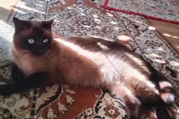 Найдена кошка, Геленджик, фото: Найдена кошка, Голубая бухта, район Океанология, Геленджик