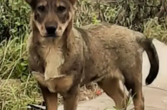 Пропала собака, Р-120, Меркульево - особая примета: левая лапка коричневая - photo