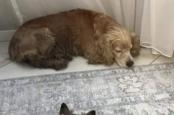 Найдена собака, Белгород, фото: Найден собака, бульвар Юности, 21, Белгород - кобель спаниеля