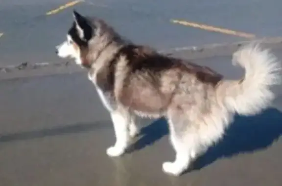 Собаки потеряшки, Бельмесёво, фото: Потеряшка собака, Змеиногорская улица, 29, Бельмесёво - кобель Хаски