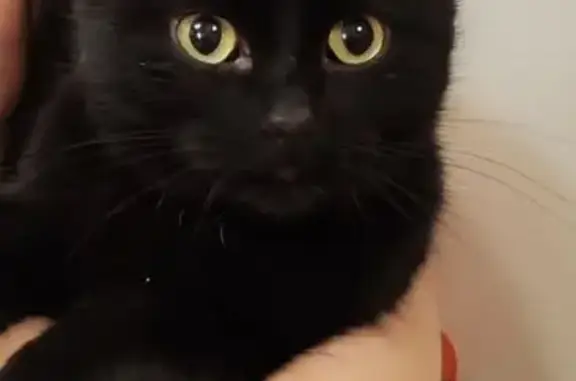 Пропал кот, улица Ленина, 37, Оханск - черного окраса, кастрат - photo