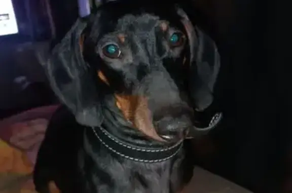 Пропал собака, улица Демонстрации, 26Б, Тула - photo