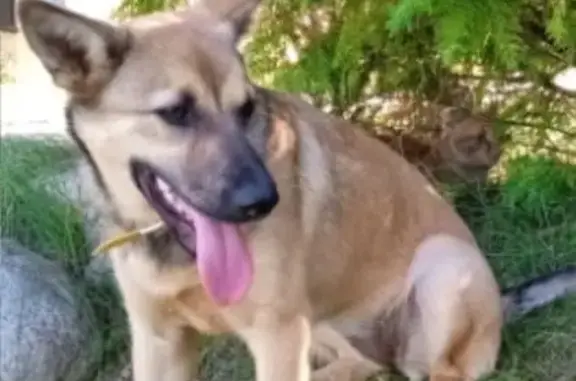 Пропала собака, женский пол, 4-я Московорецкая улица, 4, Тучково - photo