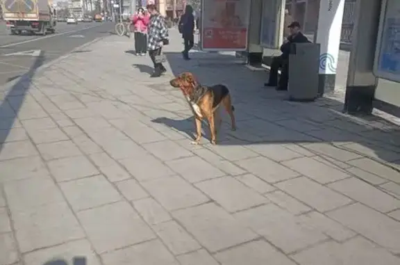 Найден собака, мужской, площадь Курского вокзала, Москва - рыжий с чёрным, ошейник и поводок - photo