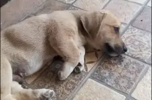 Пропал собака, мужской, Лесная улица, 39, Побегайловка, Канглы - бежевый, коротконогий - photo